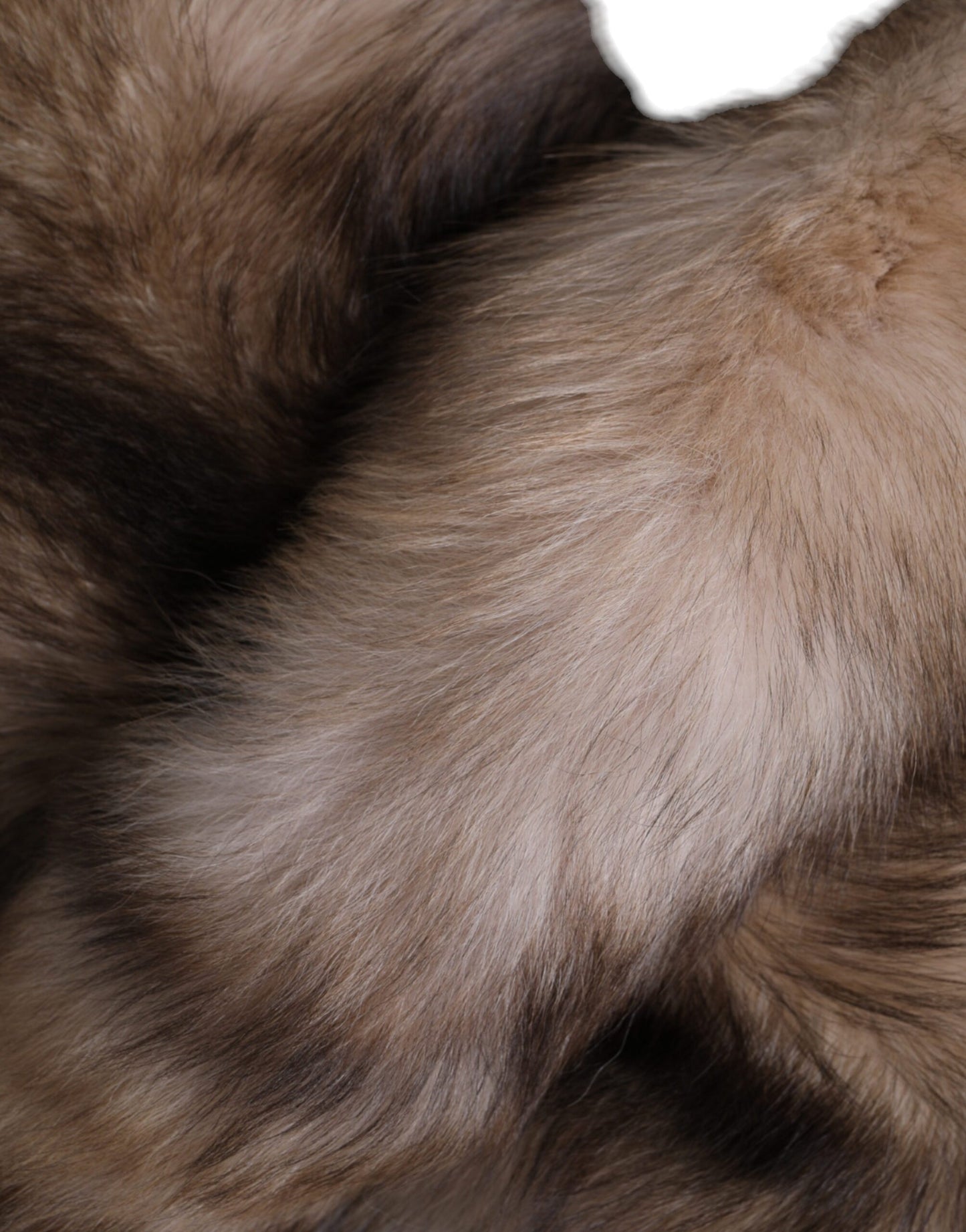 Écharpe d'hiver cache-cou en fourrure de renard marron givré Dolce & Gabbana